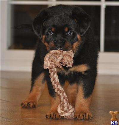 AMAZING GERMAN PUPPIES